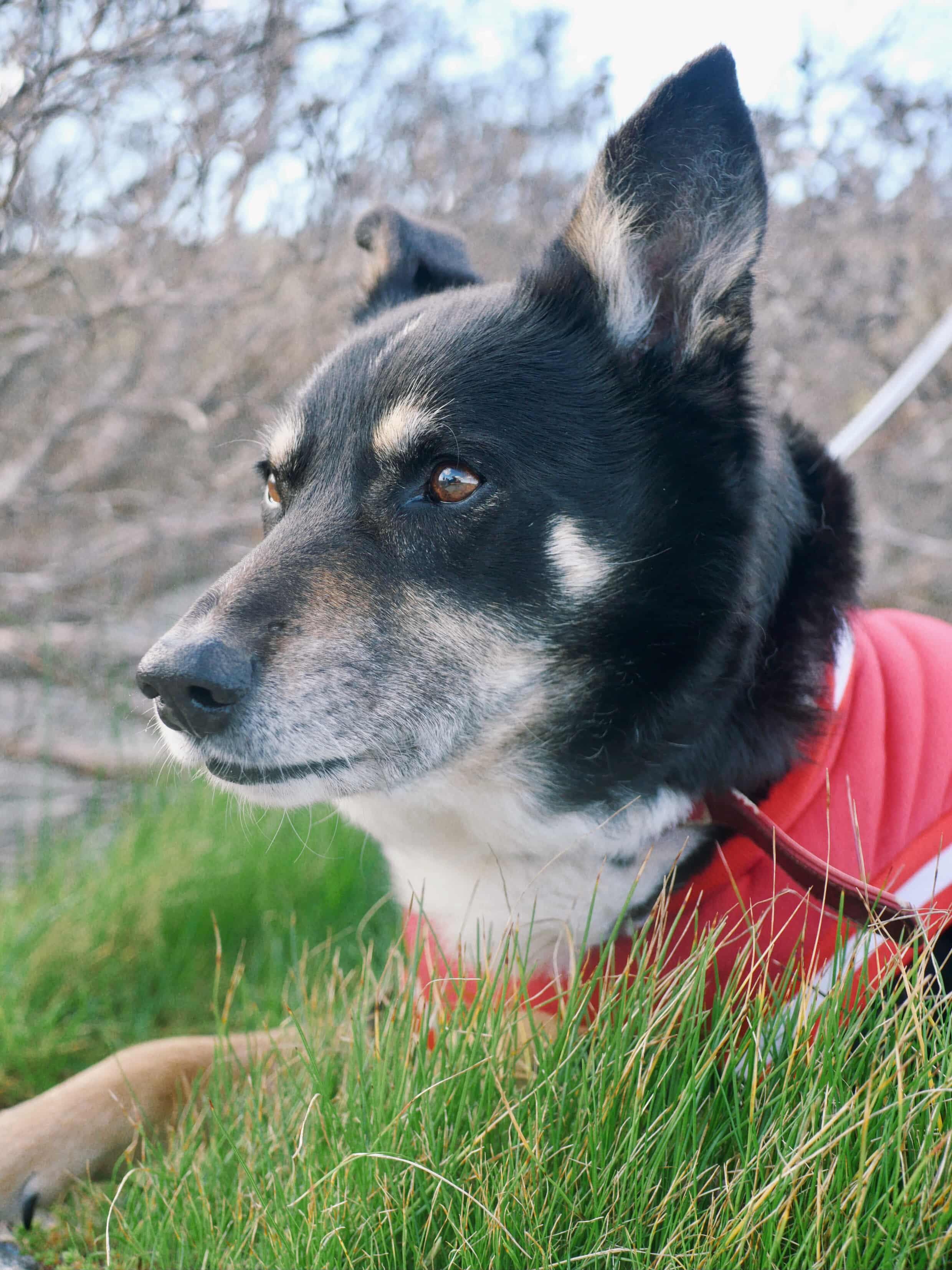Dog Photo