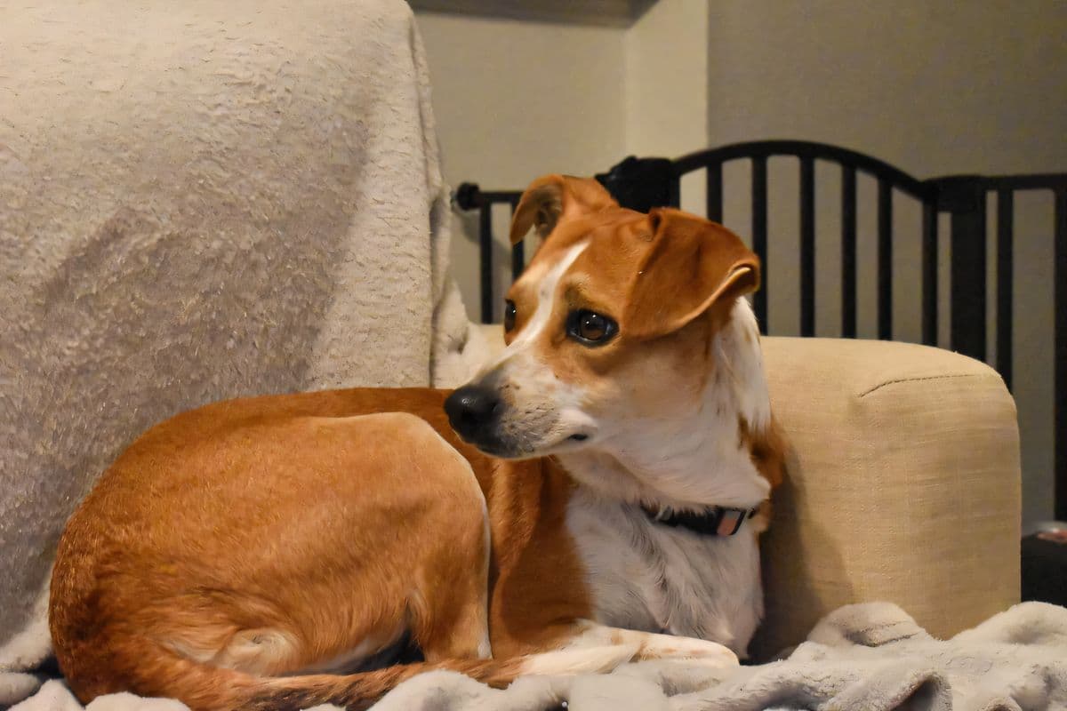 Pet Photo